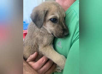 Nessarose, geb. ca. 08/2025, lebt in GRIECHENLAND, im städt. Tierheim Serres