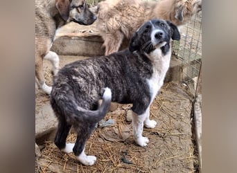 Tsuki, geb. ca. 04/2025, lebt in GRIECHENLAND, auf einer privaten Pflegestelle