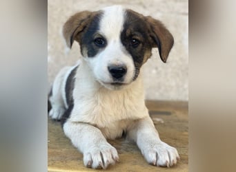 Yoko, geb. ca. 03/2026 , lebt in GRIECHENLAND, auf einer privaten Pflegestelle