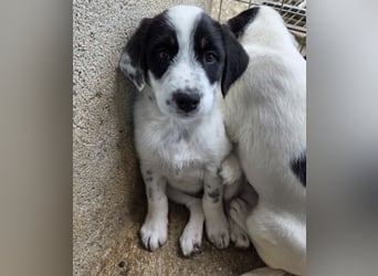 Sarah, geb. ca. 02/2026, lebt in GRIECHENLAND, im städt. Tierheim Serres