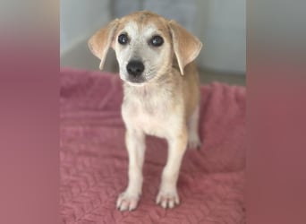 Rosie, geb. ca. 05/2026, lebt in GRIECHENLAND, im städt. Tierheim Serres