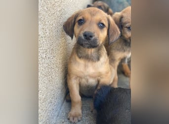 Tiana, geb. ca. 02/2026, lebt in GRIECHENLAND, im städt. Tierheim Serres