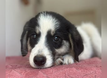Colada, geb. ca. 05/2026, lebt in GRIECHENLAND, im städt. Tierheim Serres