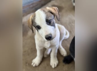 Zengo, geb. ca. 02/2025, lebt in GRIECHENLAND, auf einer privaten Pflegestelle