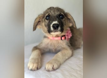 Karolina, geb. ca. 03/2026, lebt in GRIECHENLAND, im städt. Tierheim Serres