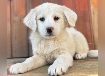 Saki, geb. ca. 03/2026 , lebt in GRIECHENLAND, auf einer privaten Pflegestelle