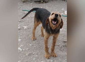 Yasko, geb. ca. 11/2022, lebt auf einer Pflegestelle in 44649 Herne