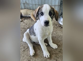 Zengo, geb. ca. 02/2025, lebt in GRIECHENLAND, auf einer privaten Pflegestelle