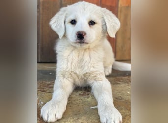 Saki, geb. ca. 03/2026 , lebt in GRIECHENLAND, auf einer privaten Pflegestelle