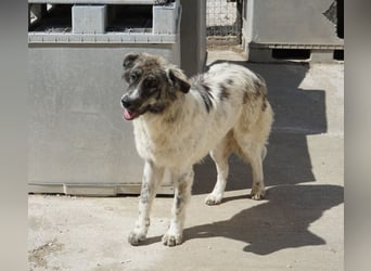 Ludmilla, geb. ca. 05/2025, lebt in GRIECHENLAND, im städt. Tierheim Serres