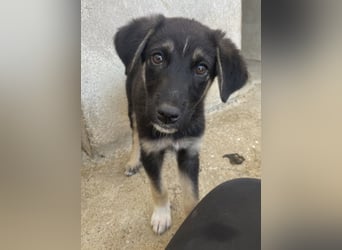Elina, geb. ca. 03/2026, lebt in GRIECHENLAND, im städt. Tierheim Serres