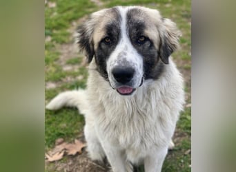 Chef, geb. ca. 07/2025, lebt in GRIECHENLAND, im städt. Tierheim Serres