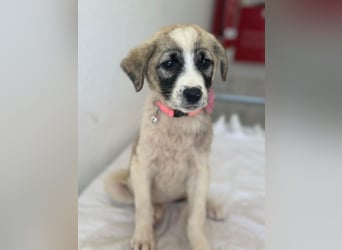 Amira, geb. ca. 03/2026, lebt in GRIECHENLAND, im städt. Tierheim Serres