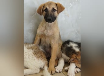 Anja, geb. ca. 12/2025, lebt in GRIECHENLAND, auf einer privaten Pflegestelle