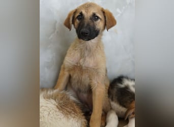 Anja, geb. ca. 12/2025, lebt in GRIECHENLAND, auf einer privaten Pflegestelle