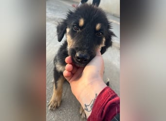 Philea-Noemi, geb. ca. 08/2025, lebt in GRIECHENLAND, im städt. Tierheim Serres