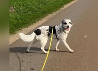 Snow, geb. ca. 06/2023, lebt auf einer Pflegestelle in 47652 Weeze