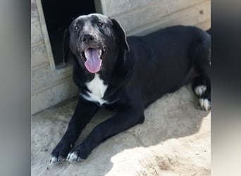 Ria, geb. ca. 10/2024, lebt in GRIECHENLAND, im städt. Tierheim Serres