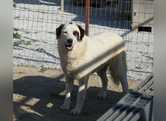 Benda, geb. ca. 06/2023, lebt in GRIECHENLAND, im städt. Tierheim Serres