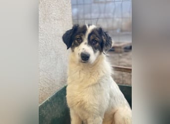 Majolika, geb. ca. 04/2025, lebt in GRIECHENLAND, im städt. Tierheim Serres