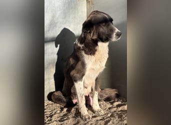 Mère, geb. ca. 03/2023, lebt in GRIECHENLAND, im städt. Tierheim Serres