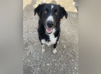 Meredith, geb. ca. 01/2022, lebt in GRIECHENLAND, auf einem Gelände, auf dem die Hunde notdürftig ve