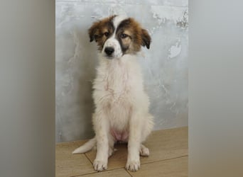 Vera, geb. ca. 12/2025, lebt in GRIECHENLAND, auf einer privaten Pflegestelle