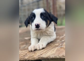 Hawaii, geb. ca. 11/2025, lebt in GRIECHENLAND, auf einer privaten Pflegestelle