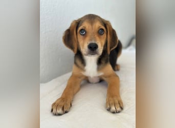 Holly, geb. ca. 03/2026, lebt in GRIECHENLAND, im städt. Tierheim Serres