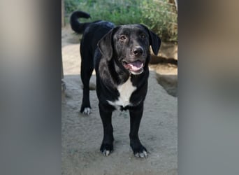 Ria, geb. ca. 10/2024, lebt in GRIECHENLAND, im städt. Tierheim Serres