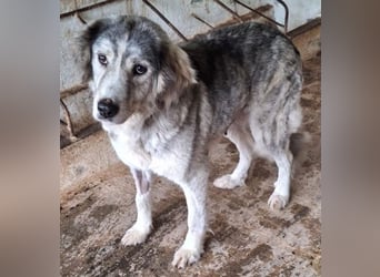 Taika, geb. ca. 07/2024, lebt in GRIECHENLAND, auf einer privaten Pflegestelle