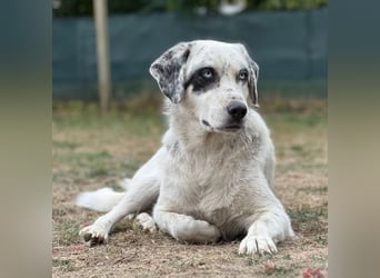 Snow, geb. ca. 06/2023, lebt auf einer Pflegestelle in 47652 Weeze