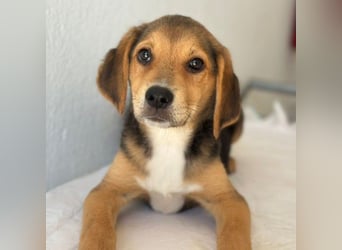 Holly, geb. ca. 03/2026, lebt in GRIECHENLAND, im städt. Tierheim Serres