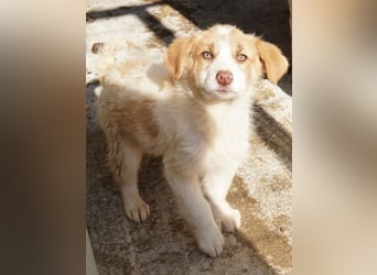 Josefine, geb. ca. 12/2025, lebt in GRIECHENLAND, im städt. Tierheim Serres