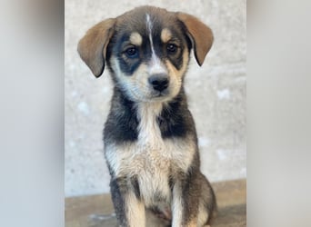 Sissy, geb. ca. 03/2026 , lebt in GRIECHENLAND, auf einer privaten Pflegestelle