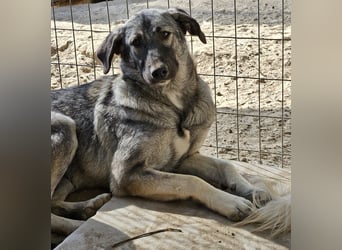 Nina Chuba, geb. ca. 02/2024, lebt in GRIECHENLAND, im städt. Tierheim Serres