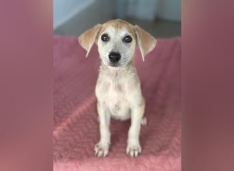 Rosie, geb. ca. 05/2026, lebt in GRIECHENLAND, im städt. Tierheim Serres