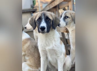 Dinka, geb. ca. 04/2025, lebt in GRIECHENLAND, im städt. Tierheim Serres