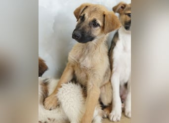 Anja, geb. ca. 12/2025, lebt in GRIECHENLAND, auf einer privaten Pflegestelle