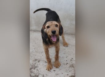 Yasko, geb. ca. 11/2022, lebt auf einer Pflegestelle in 44649 Herne