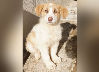 Josefine, geb. ca. 12/2025, lebt in GRIECHENLAND, im städt. Tierheim Serres