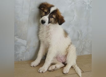 Vera, geb. ca. 12/2025, lebt in GRIECHENLAND, auf einer privaten Pflegestelle