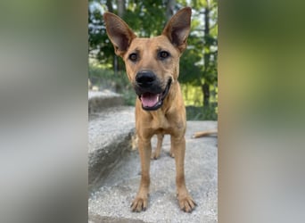 Zella, geb. ca. 03/2023, lebt auf einer Pflegestelle in 47638 Straelen