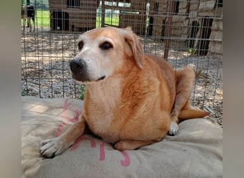 Flower, geb. ca. 06/2015, lebt in GRIECHENLAND, auf einer privaten Pflegestelle