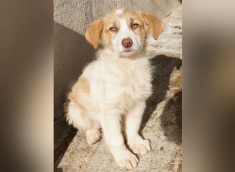 Josefine, geb. ca. 12/2025, lebt in GRIECHENLAND, im städt. Tierheim Serres