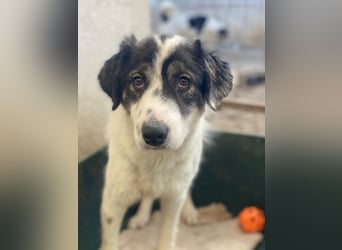 Majolika, geb. ca. 04/2025, lebt in GRIECHENLAND, im städt. Tierheim Serres