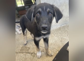 Elina, geb. ca. 03/2026, lebt in GRIECHENLAND, im städt. Tierheim Serres