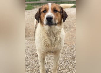Trine, geb. ca. 05/2025, lebt in GRIECHENLAND, im städt. Tierheim Serres