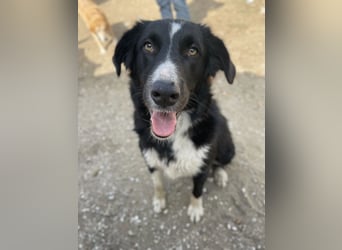 Meredith, geb. ca. 01/2022, lebt in GRIECHENLAND, auf einem Gelände, auf dem die Hunde notdürftig ve