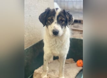 Majolika, geb. ca. 04/2025, lebt in GRIECHENLAND, im städt. Tierheim Serres